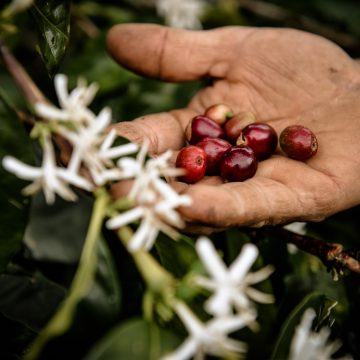 Nespresso Tüm Dünyanın Sevdiği Lezzet  “Kahve”nin Geleceğine Sahip Çıkıyor