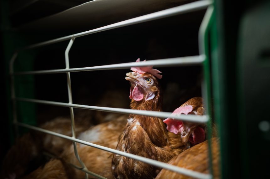 Rapor: 98 Firmadan 59’u Kafes Yumurtasını Terk Edeceğini Açıkladı
